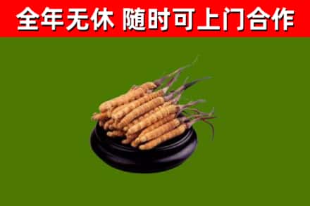 舒城县回收散虫草